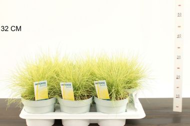 Deres csenkesz FESTUCA GLAUCA AMIGOLD 30CM CS17