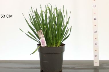 Díszhagyma  ALLIUM MILLENNIUM CS23