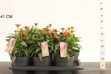 Bíbor kasvirág  ECHINACEA PURPUREA MOOODZ SATISFY CS17
