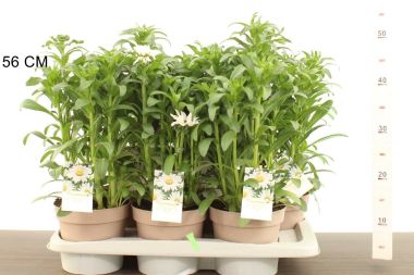 Óriás margaréta LEUCANTHEMUM VULGARE CS17
