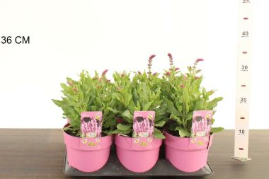 Ligeti zsálya  SALVIA NEMOROSA APEX ROSE CS15