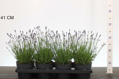 Levendula  LAVANDULA ANGUSTIFOLIA ESENCE PURPLE CS14