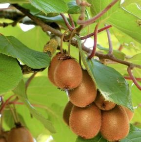 Herma kivi ACTINIDIA CHINENSIS HERMA 175/200 K5