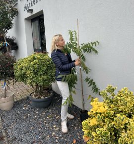 Pekándió  CARYA ILLINOIN DESIRABLE 110/130 K3