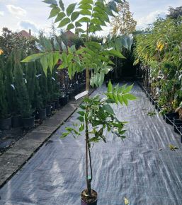 Pekándió  CARYA ILLINOIN WICHITA 80/100 K3