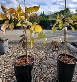 Hikoridió  CARYA OVATA 30/40 K3