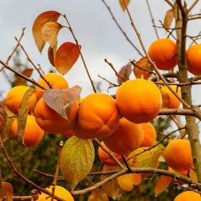 Datolyaszilva  DIOSPYROS KAKI ROJO BRILLANTE T90 K10