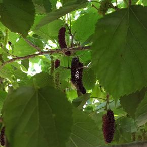 Fekete eperfa MORUS ALBA GIANT FRUIT 100/125 K1,3