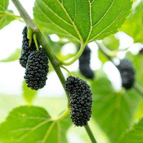 Fekete eperfa MORUS ALBA MULLE 200/250 K6