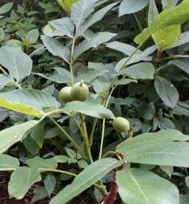 Törpe diófa  JUGLANS REGIA MINI MULTIFLORA NR14 T90 K6 