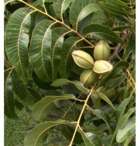 Pekándió  CARYA ILLINOIN MOHAWK 80/100 K3