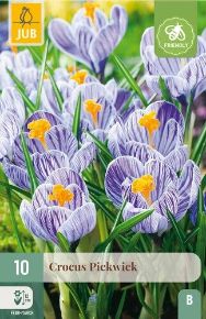 Krókusz VIRÁGHAGYMA CROCUS PICKWICK 10DB/CSOMAG JUB 307450