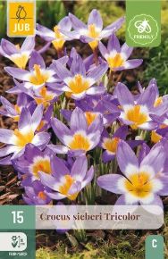 Krókusz VIRÁGHAGYMA CROCUS SIEBERI TRICOLOR 15DB/CSOMAG JUB 307780