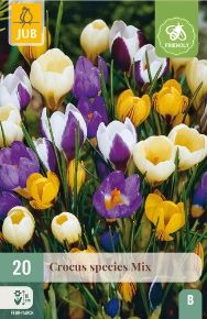 Krókusz VIRÁGHAGYMA CROCUS SPECIES MIX 20DB/CSOMAG JUB 307840