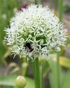 Díszhagyma VIRÁGHAGYMA ALLIUM MOUNT EVEREST 1DB/CSOMAG JUB 308215