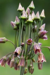 Díszhagyma VIRÁGHAGYMA ALLIUM SICULUM 1DB/CSOMAG JUB 308321