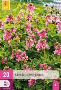 Keltike VIRÁGHAGYMA CORYDALIS BETH EVANS 20DB/CSOMAG JUB 323675
