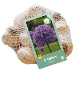 Díszhagyma VIRÁGHAGYMA ALLIUM GLADIATOR 8DB/CSOMAG JUB 321130