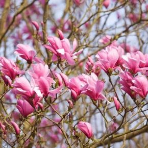 Liliomfa MAGNOLIA GALAXY 100/125*