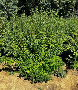 Aranyvessző FORSYTHIA INTERMEDIA MIKADOR 125/150*