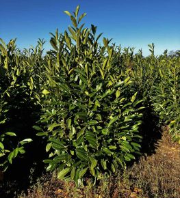 Oszlopos babérmeggy  PRUNUS LAUROCERASUS ELLY 100/125*