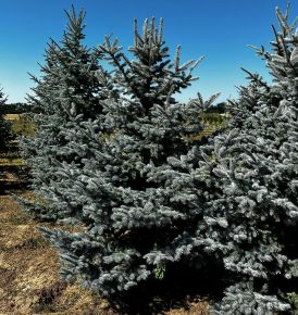 Kék ezüstfenyő PICEA PUNGENS HOOPSII 275/300 3×I*
