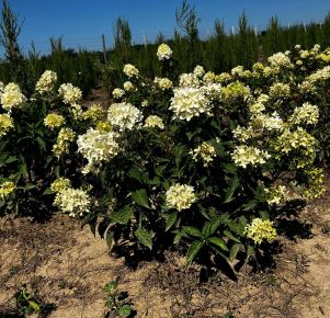Bugás hortenzia HYDRANGEA PANICULATA SKYFALL 40/60*