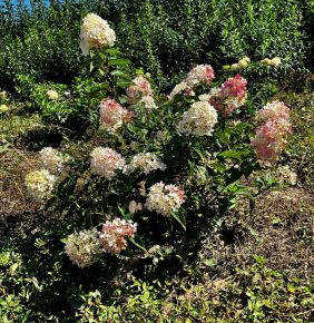 Bugás hortenzia  HYDRANGEA PANICULATA SUNDAE-FRAISE 20/40*