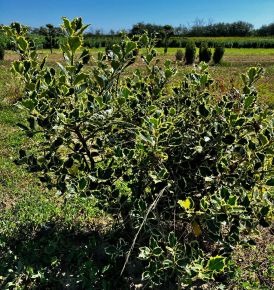 Közönséges magyal ILEX AQUIFOLIUM IZA 60/80*