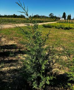 Keskeny kínai jegenyeboróka JUNIPERUS CHINENSIS KETELEERI 100/125*