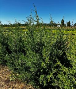 Keskeny kínai jegenyeboróka JUNIPERUS CHINENSIS KETELEERI 125/150*