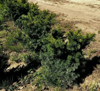 Oszlopos tiszafa TAXUS MEDIA GREEN MOUNTAIN 40/60*