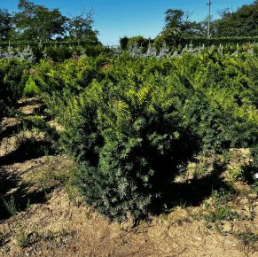 Oszlopos tiszafa TAXUS MEDIA GREEN MOUNTAIN 60/80*
