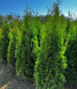 Brabant tuja THUJA OCCIDENTALIS KING OF BRABANT 175/200*