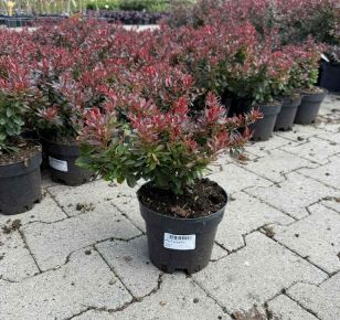 Japán vérborbolya    BERBERIS THUNBERGII BAGATELLE K1,5