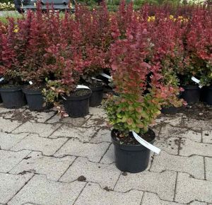 Japán vérborbolya    BERBERIS THUNBERGII FLORENCE K2