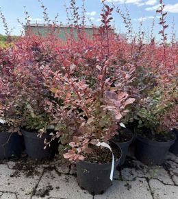 Japán vérborbolya BERBERIS THUNBERGII HARLEQUIN K2