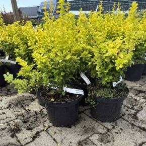 Sárga oszlopos japán borbolya  BERBERIS THUNBERGII MARIA K2