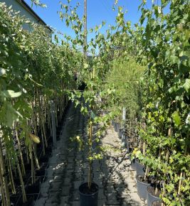 nyír  BETULA PENDULA K7