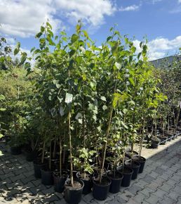 Papír nyírfa BETULA PAPYRIFERA K7