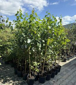 Papír nyírfa  BETULA PAPYRIFERA K7