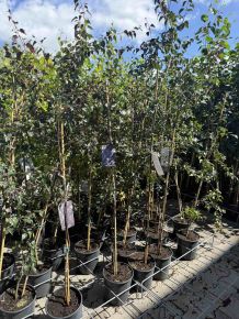 Bordólevelű nyír   BETULA PENDULA PURPUREA K7