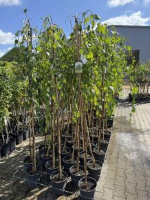 Szomorú nyír  BETULA PENDULA YOUNGII T160/180 K7
