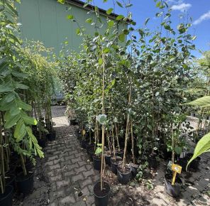 Himalájai nyír  BETULA UTILIS DOORENBOS K6