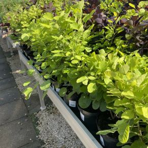 Cserszömörce   COTINUS COGGYGRIA GOLDEN SPIRIT K2