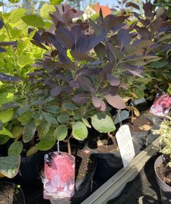 Bíbor cserszömörce  COTINUS COGGYGRIA ROYAL PURPLE K2