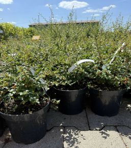 Szőnyegmadárbirs     COTONEASTER URSYNÓW K2