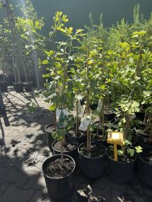 Páfrányfenyő  GINKGO BILOBA K6