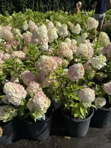 Bugás hortenzia  HYDRANGEA PANICULATA PINKACHU K10