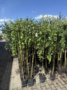 Csüngő barkafűz  SALIX CAPREA KILMARNOCK T180 K6